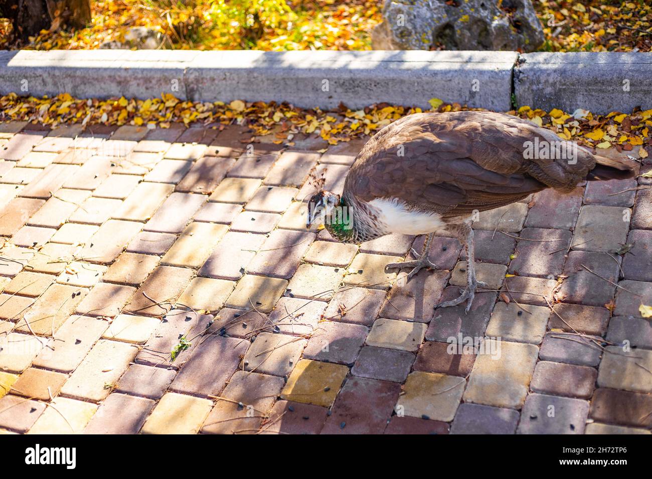 Pfauen laufen auf dem Bürgersteig im Park entlang. Niedliche Tiere in der Natur. Stockfoto