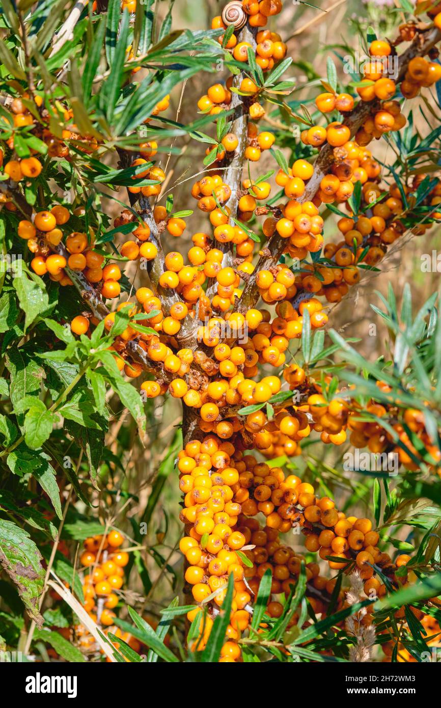 Nahaufnahme eines Sanddornzweiges mit reifen Orangenbeeren Stockfoto