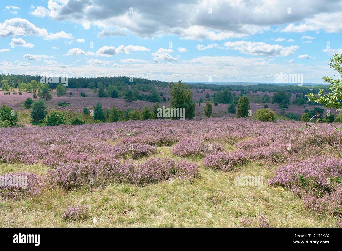 Blühende Heide blüht an einem Herbsttag in der lüneburger Heide Stockfoto