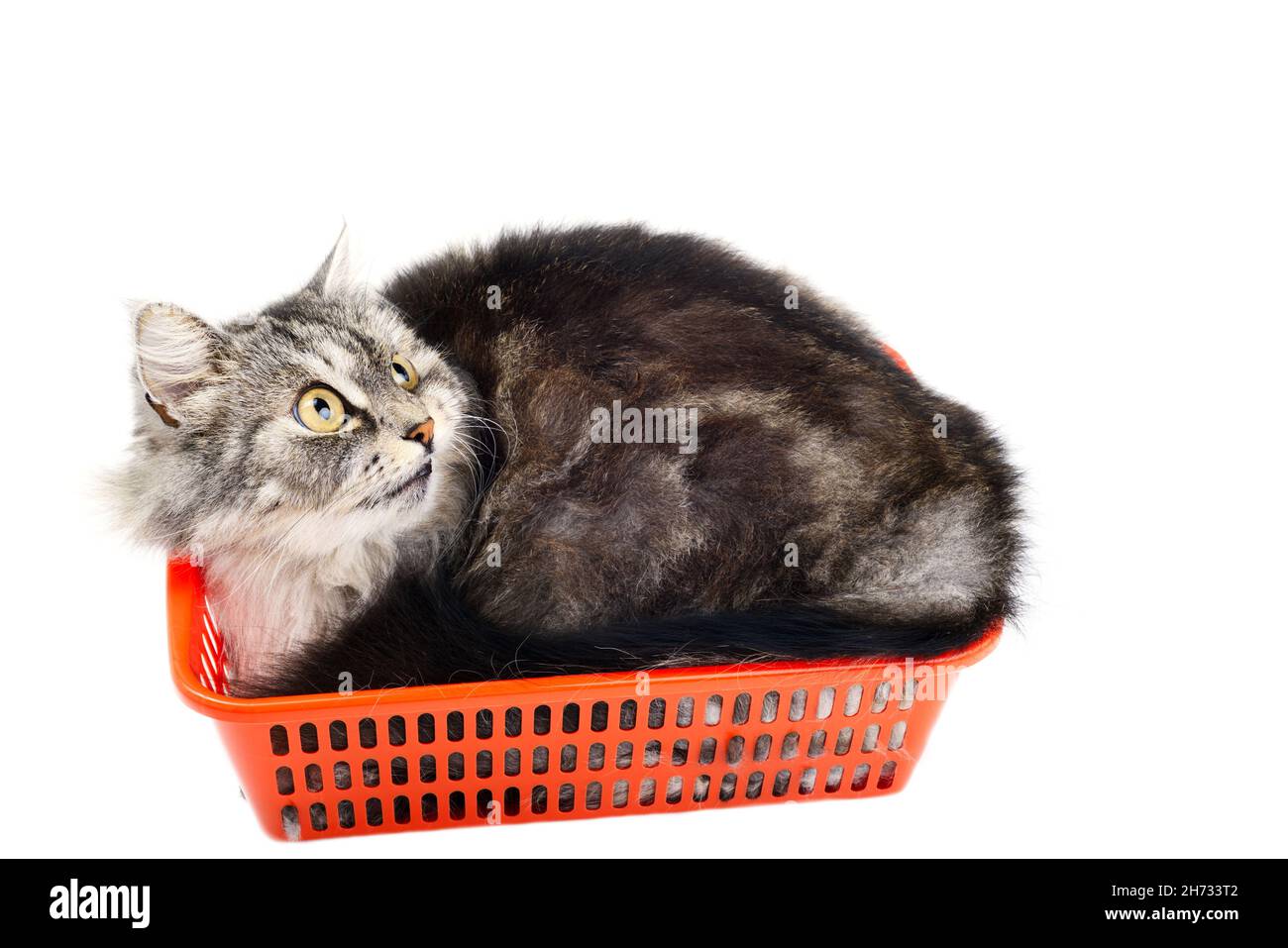 Schönes graues Kätzchen, das in einem orangefarbenen Plastikkorb sitzt und auf einem weißen Hintergrund aufschaut Stockfoto