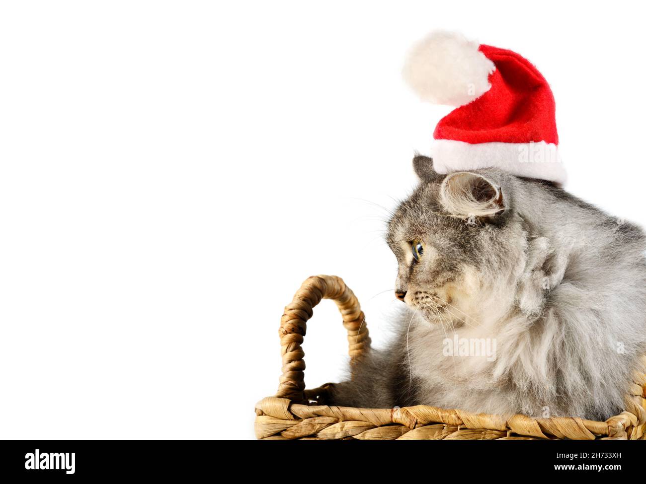 Schönes graues Kätzchen mit Weihnachtsmütze, das in einem Korb auf weißem Hintergrund sitzt Stockfoto