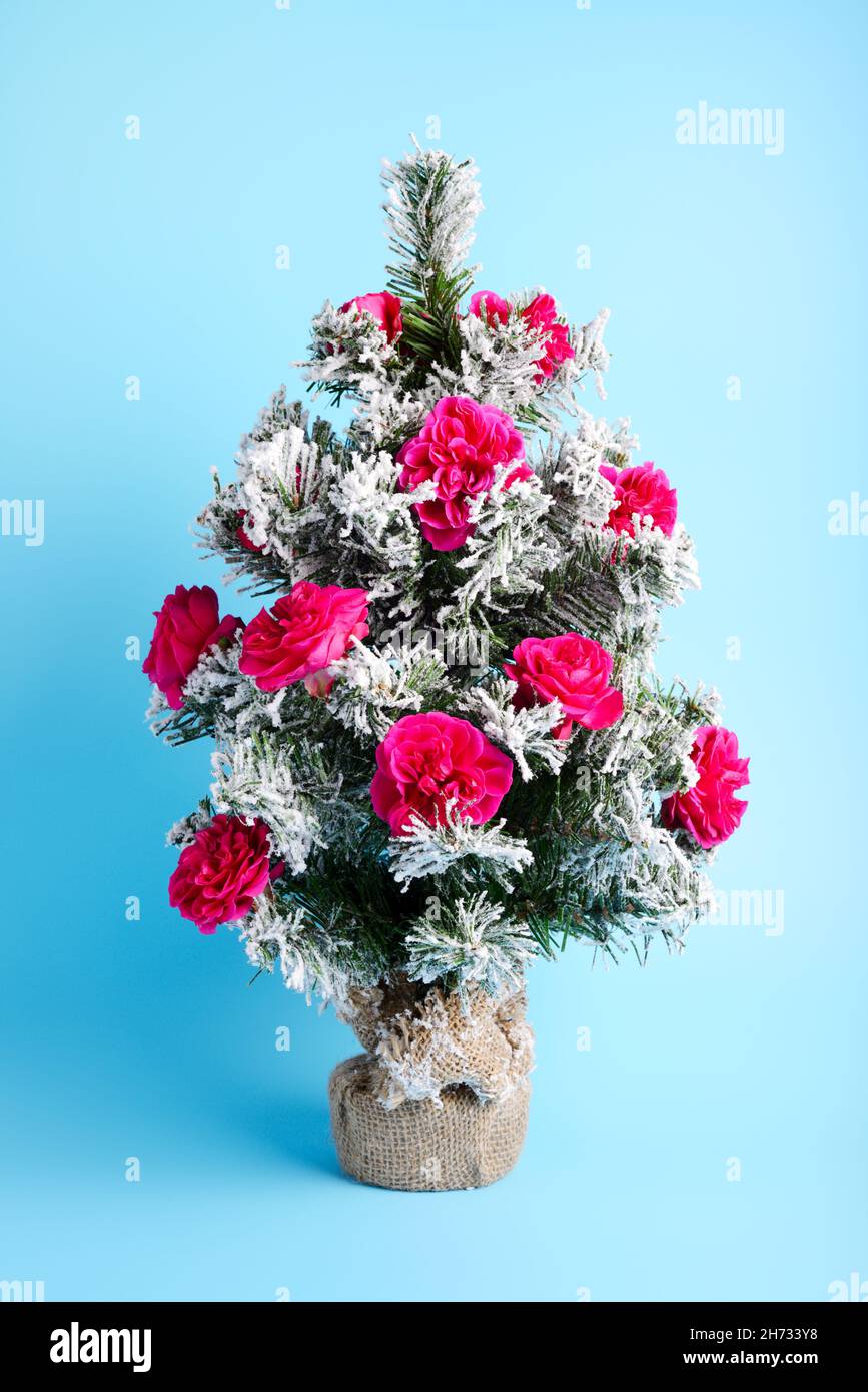 Weihnachten kleine drei mit frischen magentafarbenen Rosen Blume geschmückt, isoliert auf einem blauen Hintergrund Stockfoto
