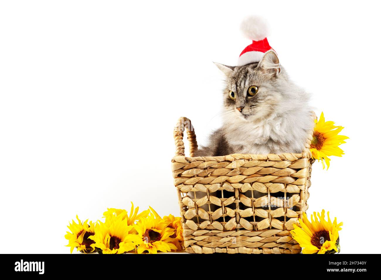 Schönes graues Kätzchen mit Weihnachtsmütze, sitzt in einem Korb, Sonnenblumen um sich herum, weißer Hintergrund Stockfoto