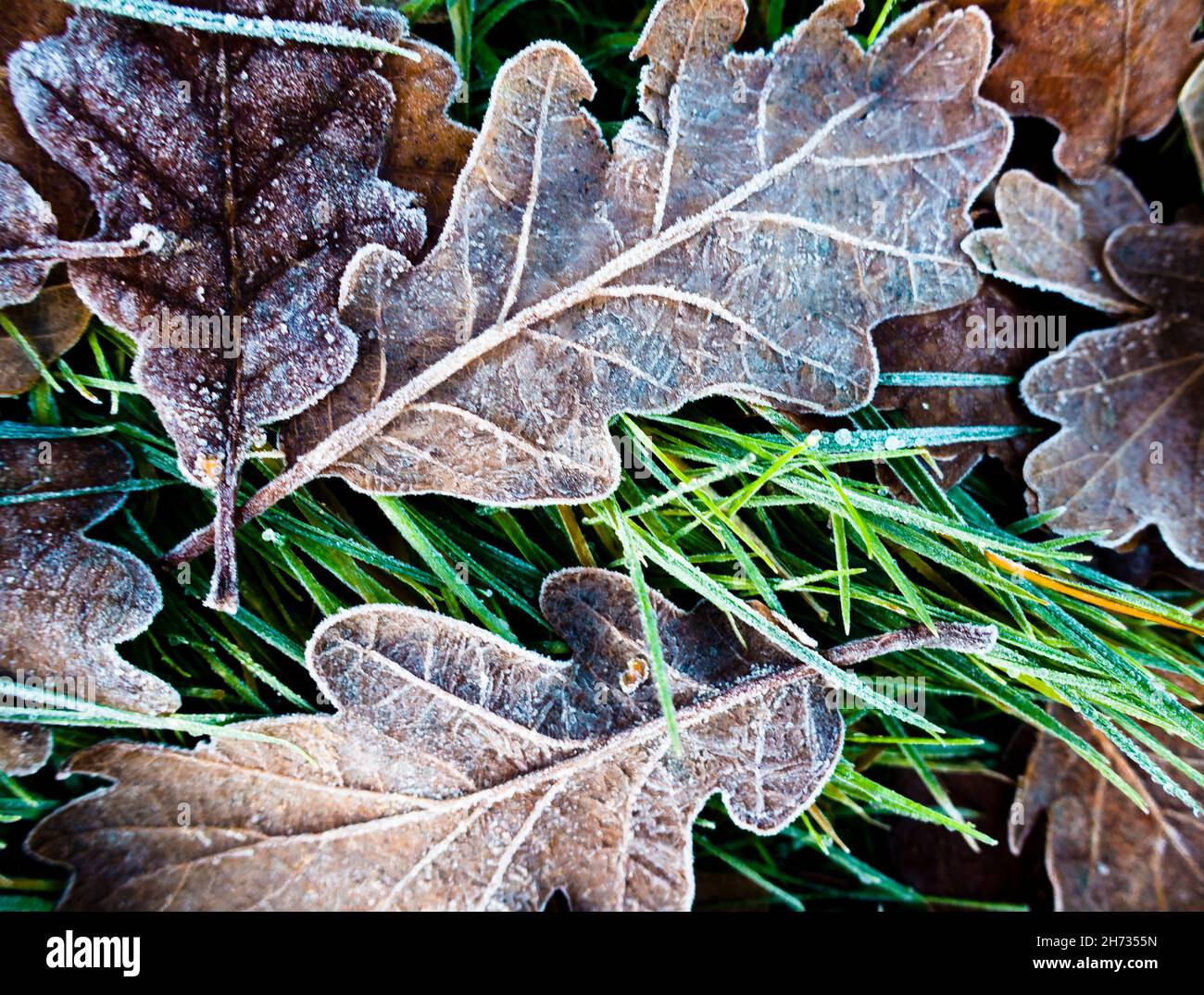 Winter-Blätter-Hintergrund Stockfoto