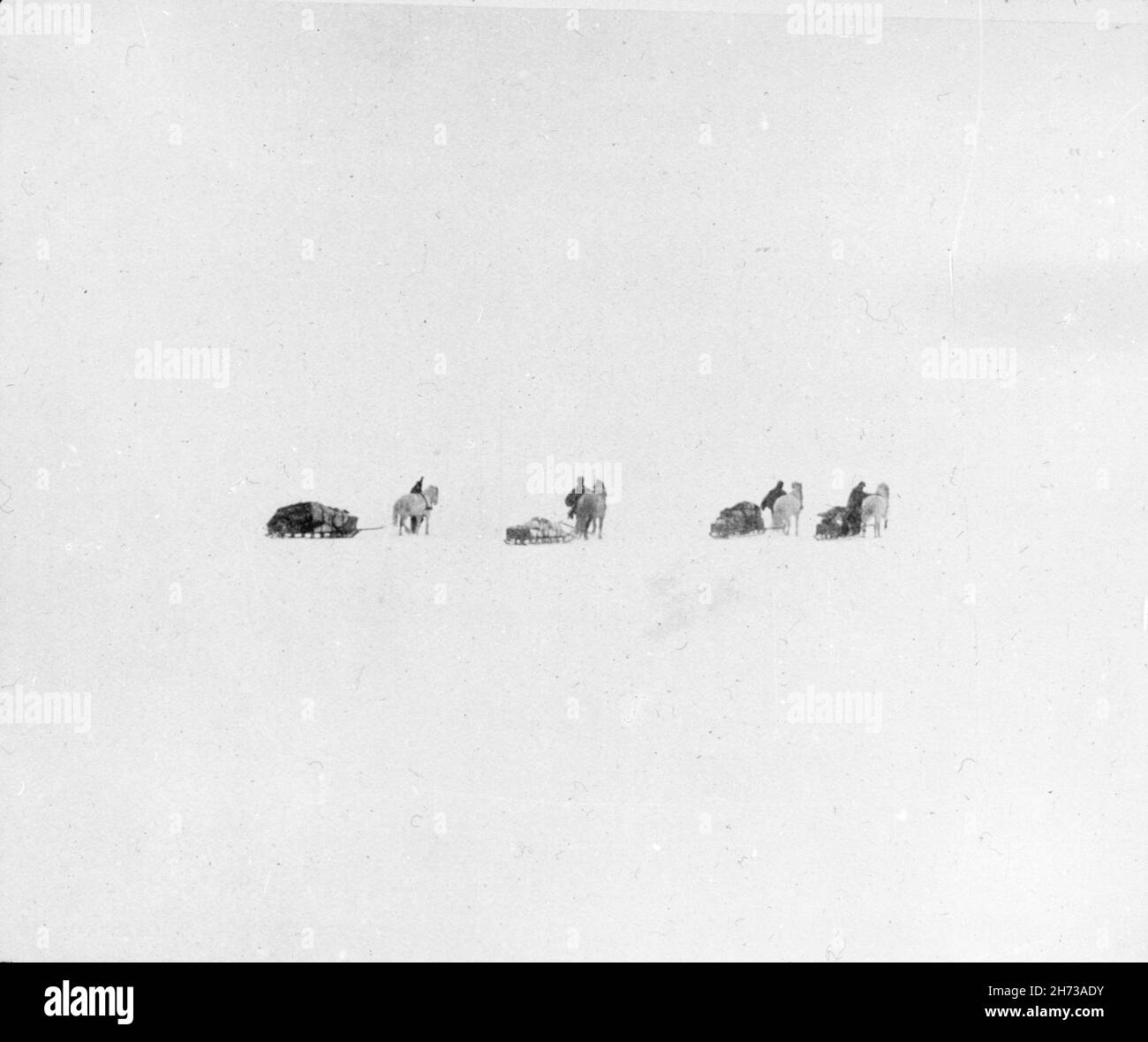 Mitglieder der Ernest Shackleton Nimrod Expedition, um den Südpol in den Jahren 1907-1909 zu erreichen, mit ihren Pferden, die fast im Weiß verloren gingen. Stockfoto