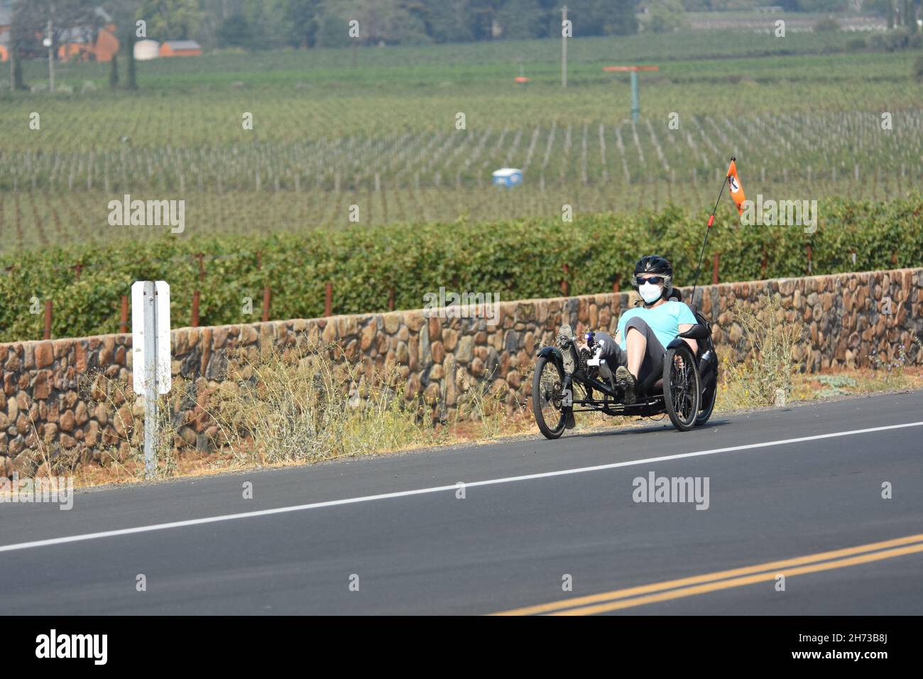 Fahren Sie auf dem Silverado-Radweg in der Weinregion Napa Valley im Norden Kaliforniens mit normalem Fahrrad und rekombinantem Fahrrad, zwischen Weintrauben und Autos Stockfoto