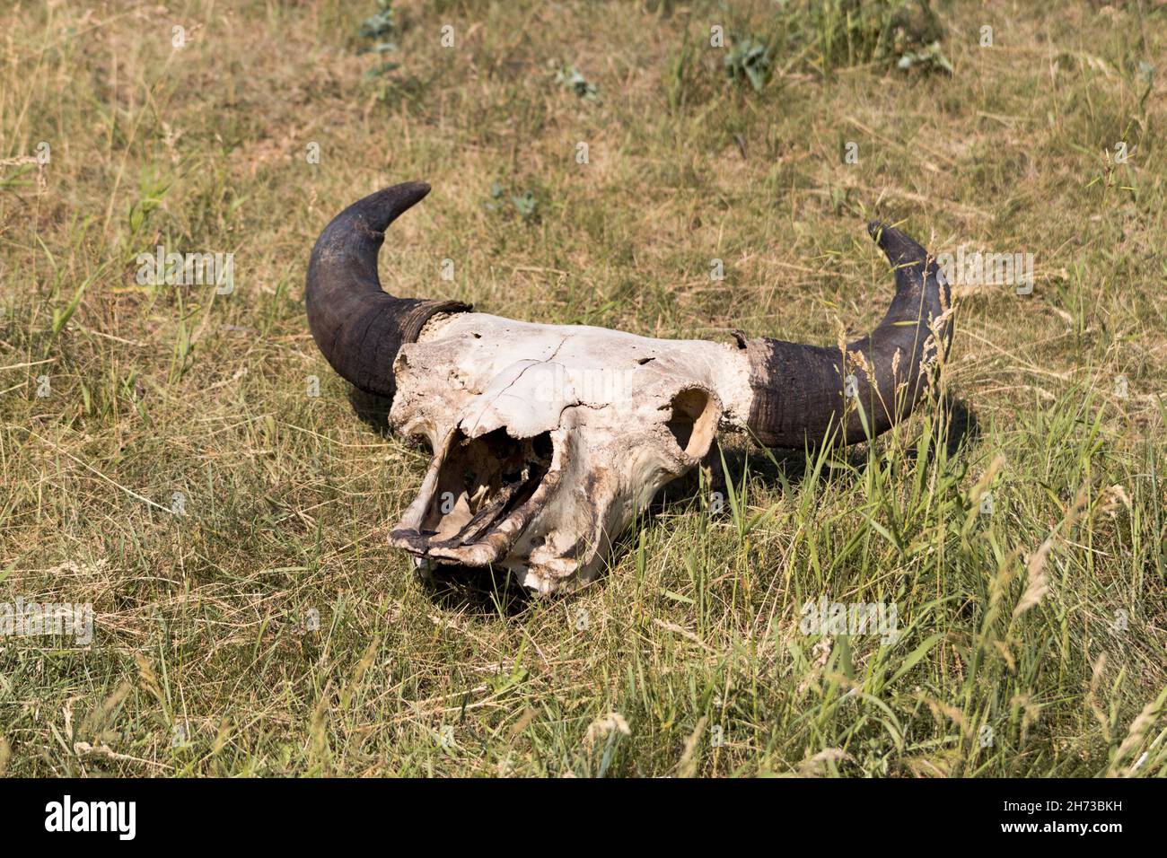 Bisonschädel in grün gelbem Gras Stockfoto