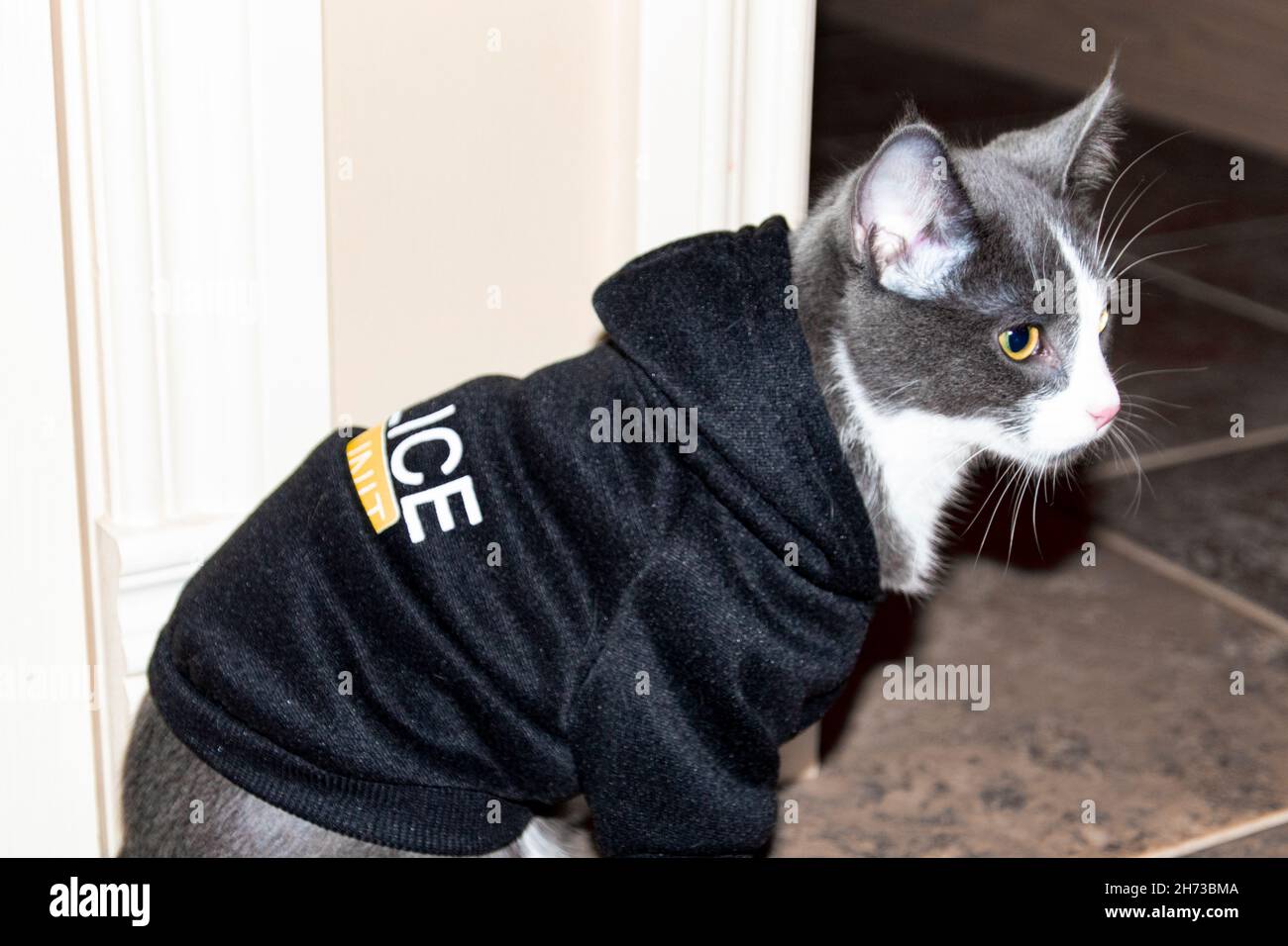 Graues und weißes Kätzchen, das seitlich im Haus sitzt und einen schwarzen Polizeipullover trägt Stockfoto