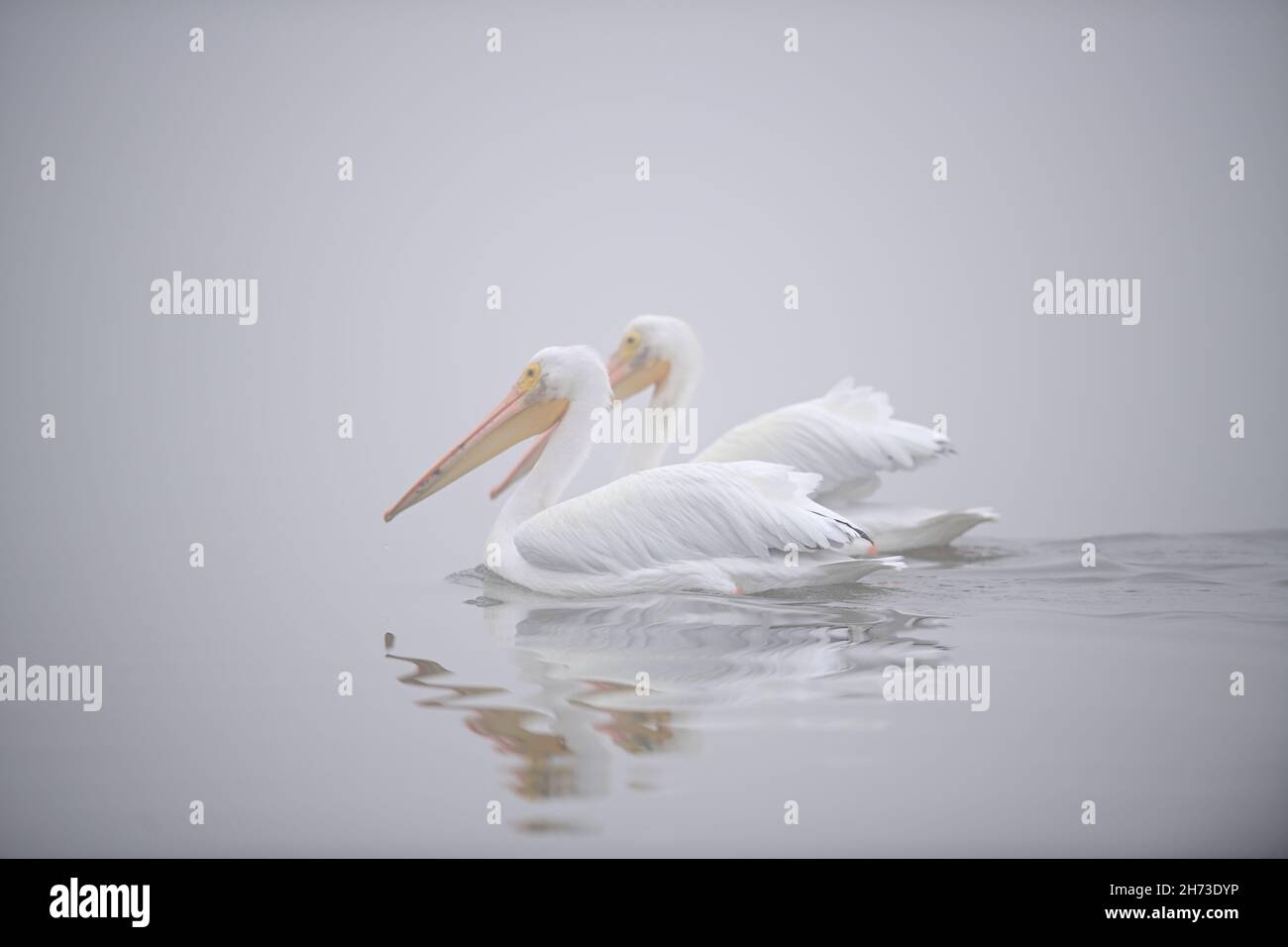 American Great White Pelicans - Pelecanus onocrotalus Stockfoto