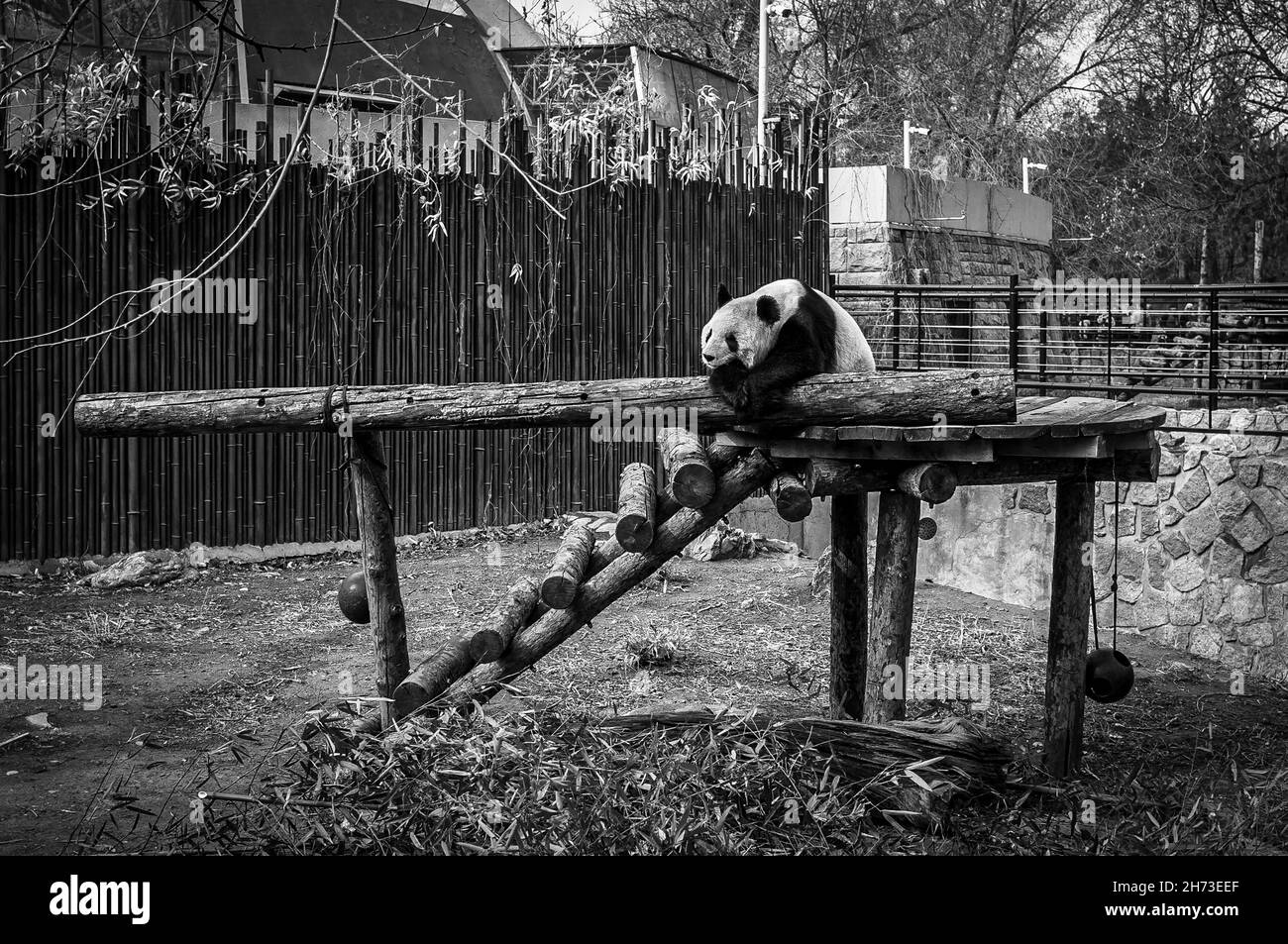 Der riesige Panda schläft im Zoo von Peking. Xicheng, China. Schwarz und Weiß. Stockfoto