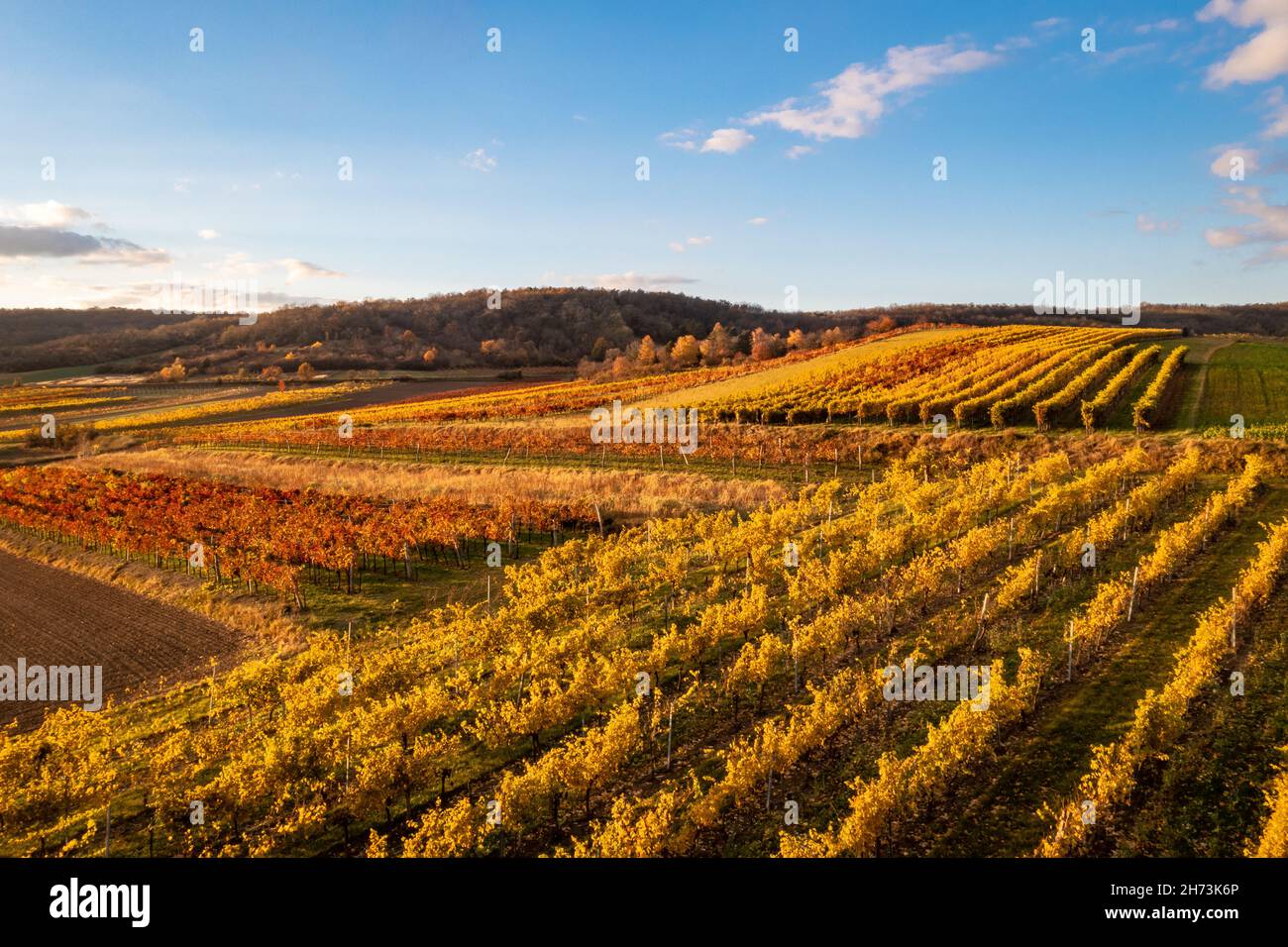 Landschaftlich reizvolle Weinberge im Weinviertel in Niederösterreich in Europa. Stockfoto