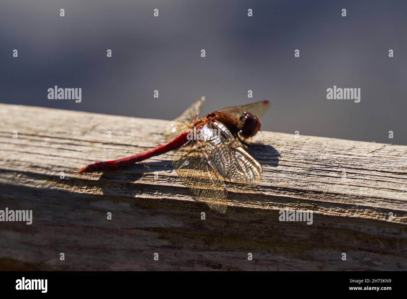 Eine Libellulidae, ein roter männlicher Sympetrum sanguineum oder eine ruddige, flauschige Libelle auf dem Hintergrund eines alten Holzes Stockfoto