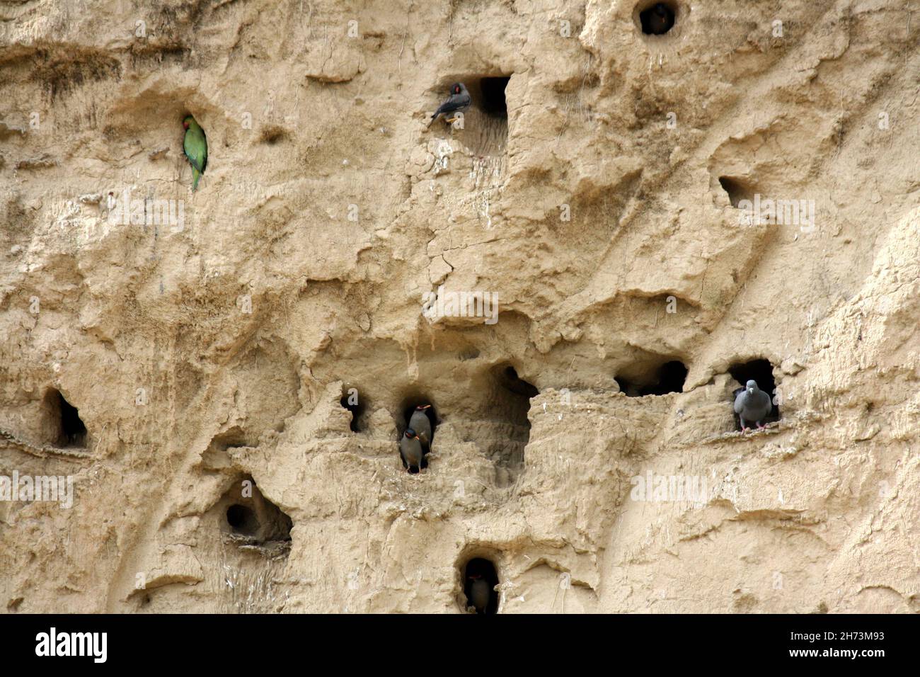 Schlammklippe mit Nisthöhlen verschiedener Vogelarten : (Pix SShukla) Stockfoto