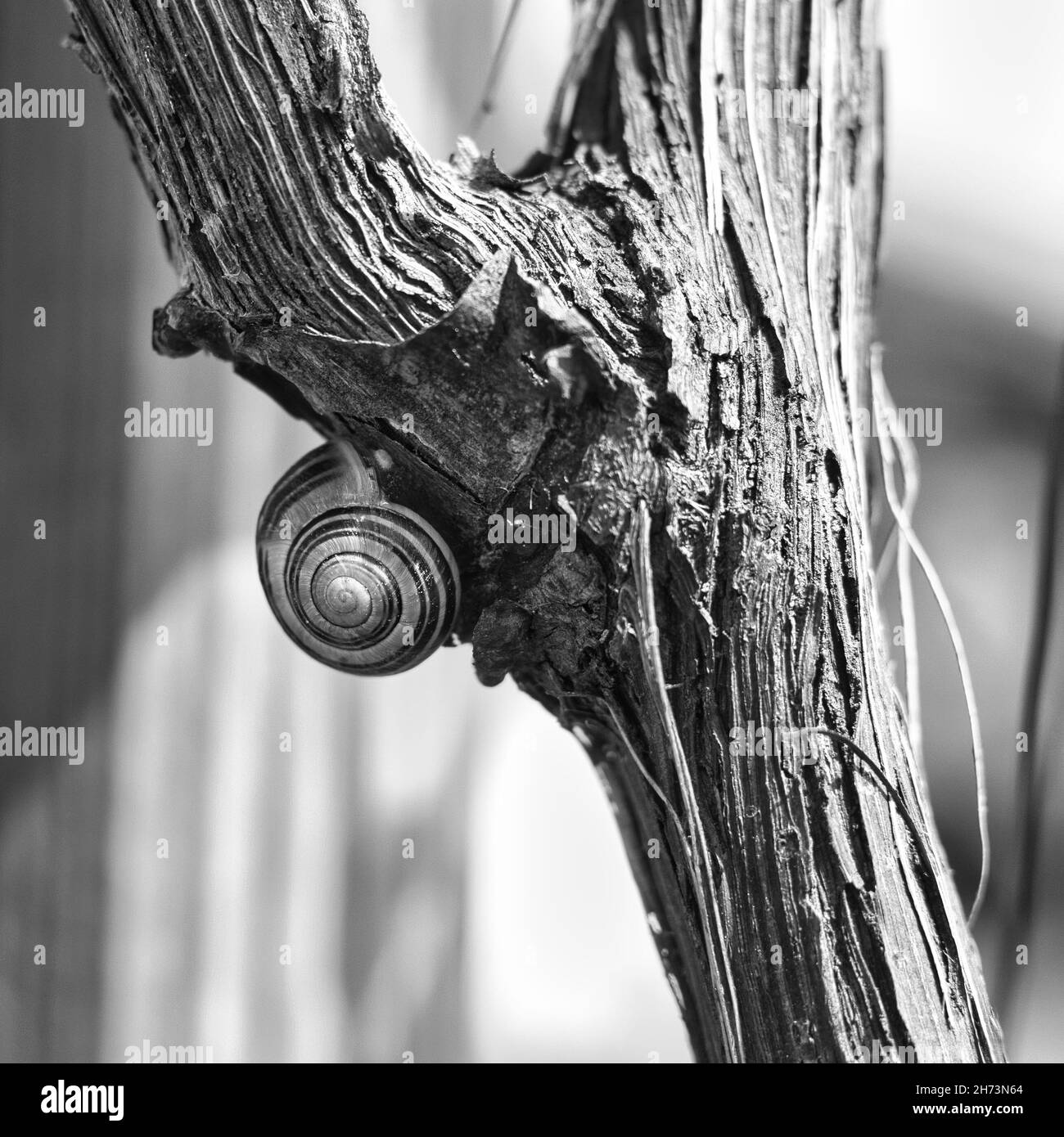 Vertikale Graustufenaufnahme einer Schnecke auf dem Baum Stockfoto