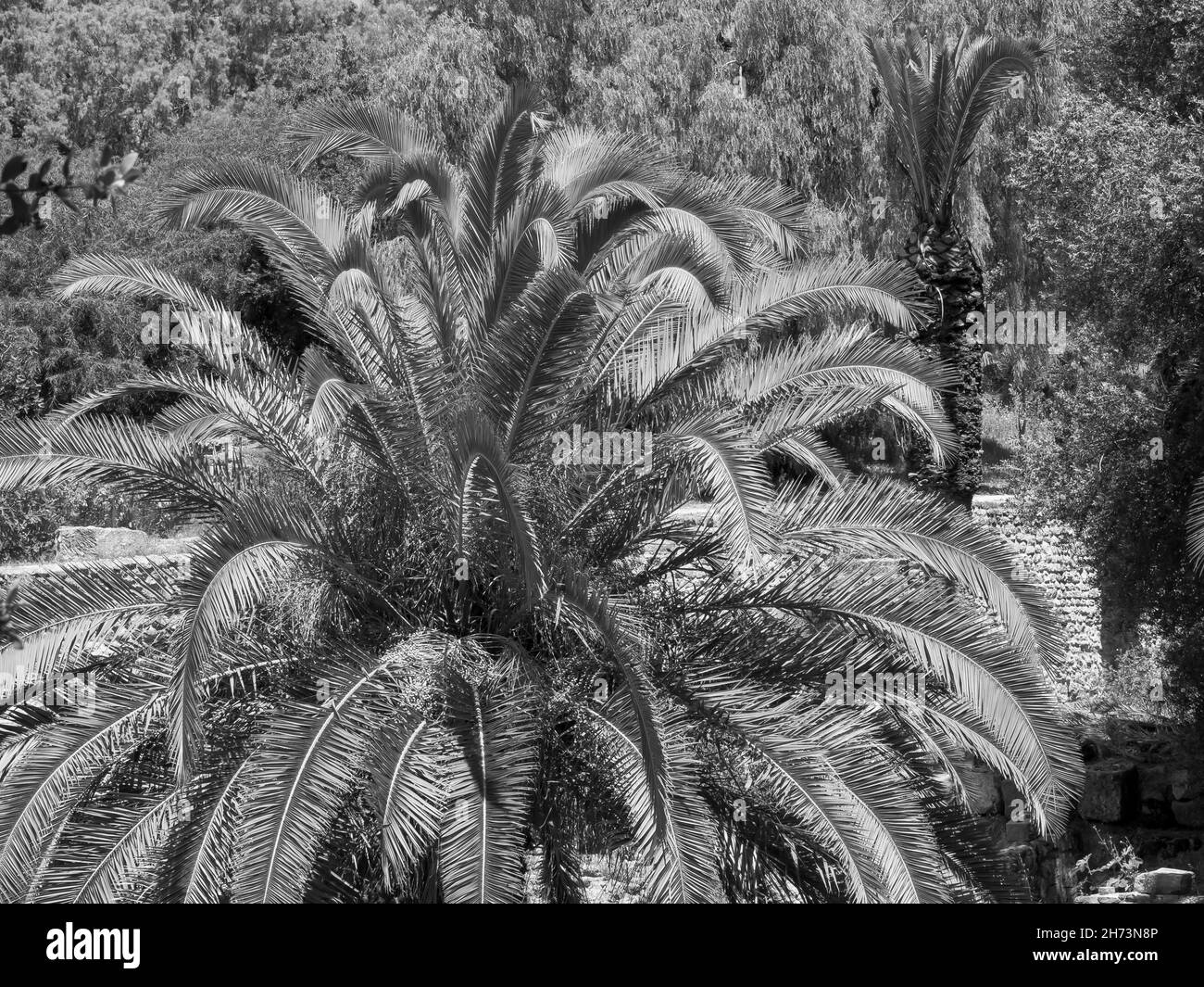 Die Stadt Tunis in Afrika Stockfoto