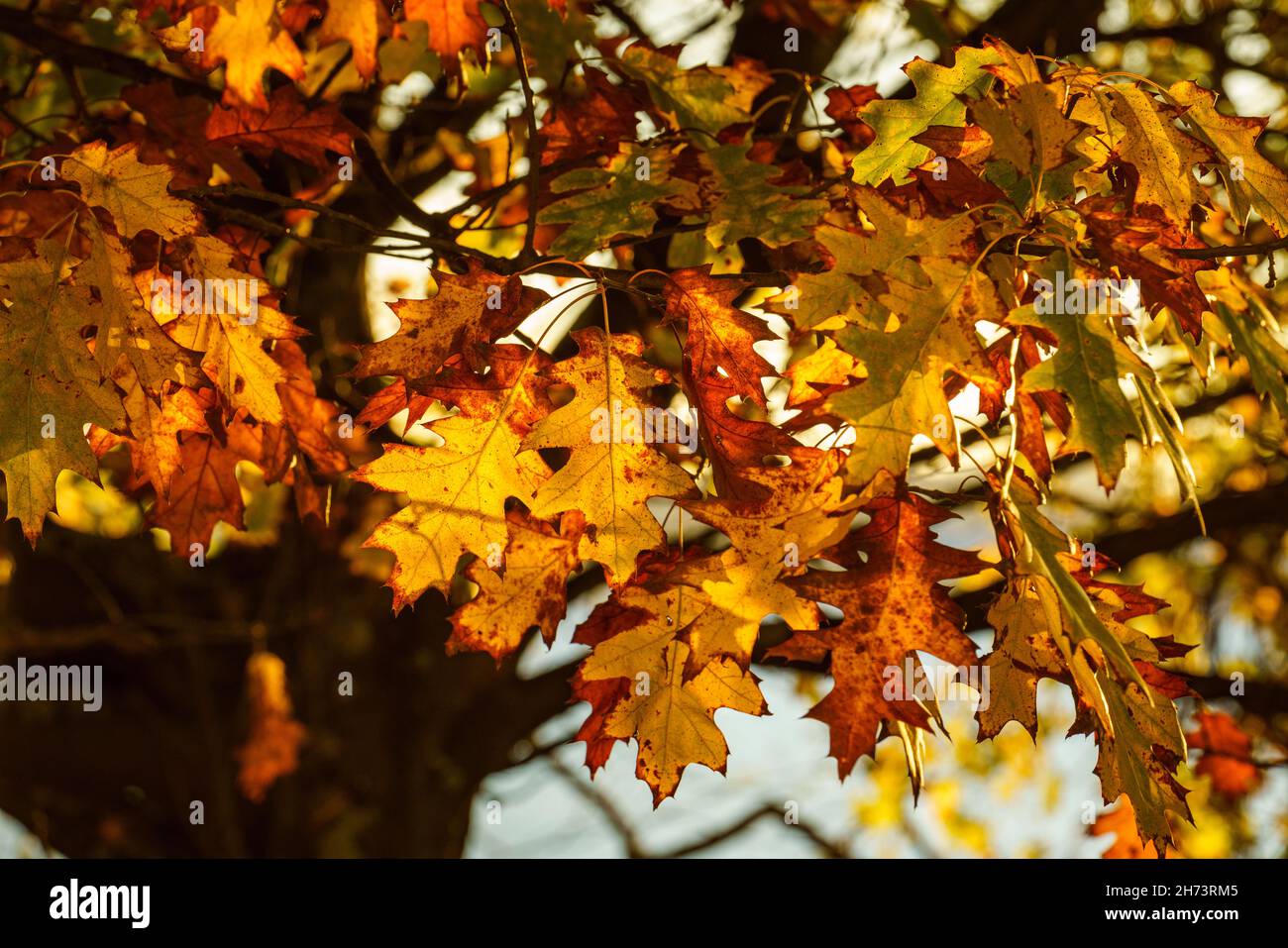 Herbsteiche Blätter Nahaufnahme auf dem Baum hinterleuchtet Stockfoto