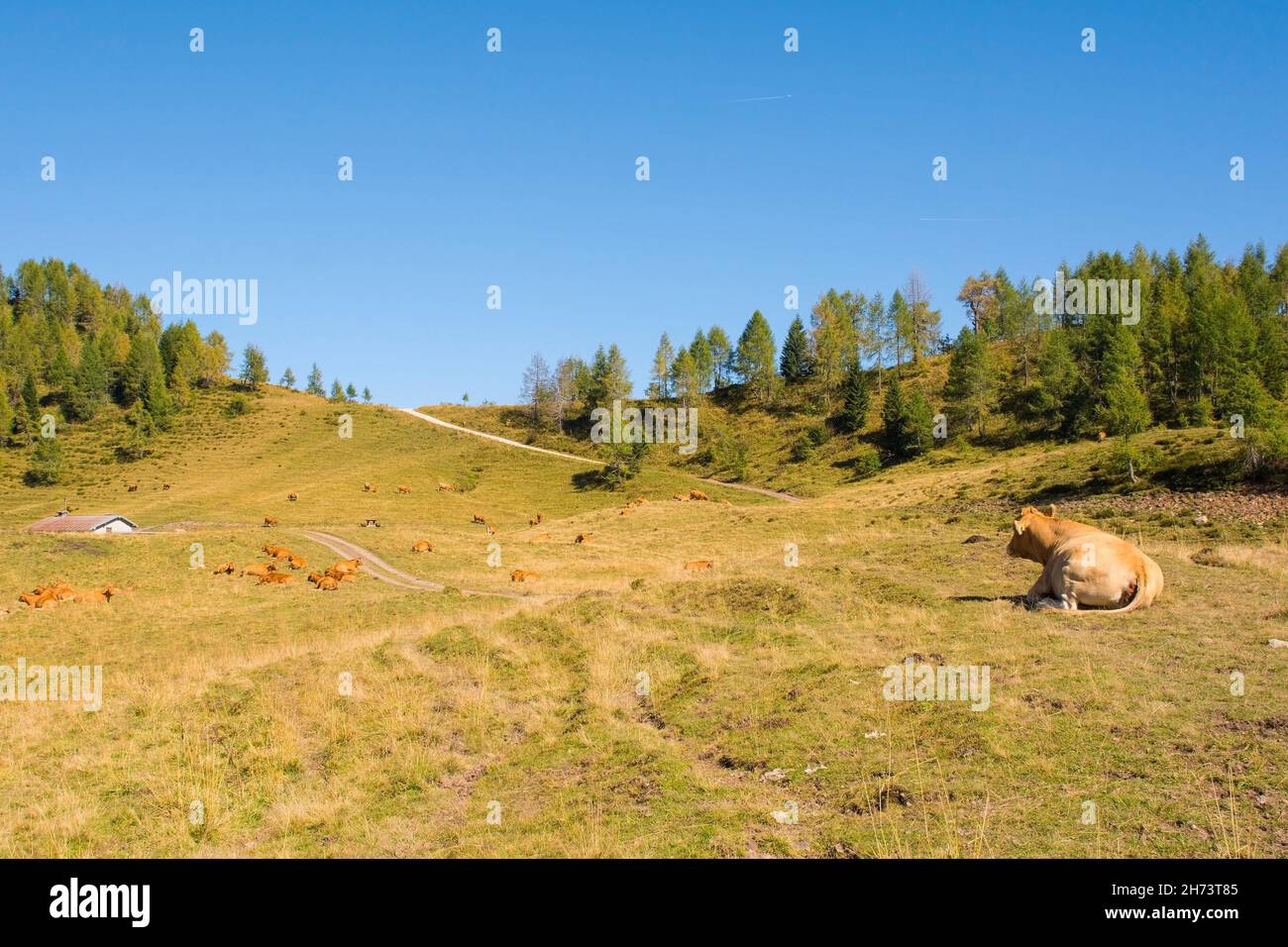 Eine Milchkuh auf ihrer Sommerweide bei Laghi di Festons auf Sella Festons bei Sauris di Sopra, Provinz Udine, Friaul-Julisch Venetien, Nordostitalien Stockfoto