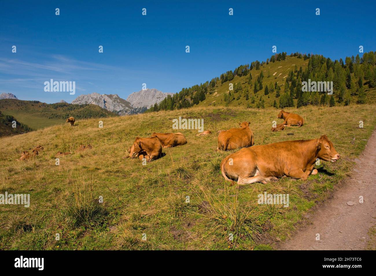 Milchkühe auf ihrer Sommerweide bei Laghi di Festons auf Sella Festons bei Sauris di Sopra, Provinz Udine, Friaul-Julisch Venetien, Nordostitalien Stockfoto