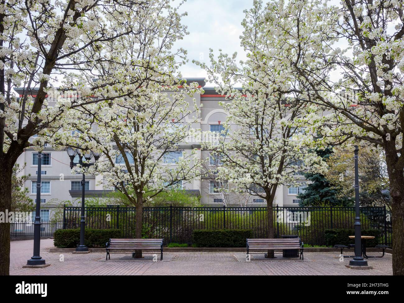 Symmetrisches Bild eines öffentlichen Parks mit Parkbänken und vier Birnenbäumen, die an einem bewölkten Tag im Bundesstaat New York ihre Frühlingsblüten zeigen. Stockfoto