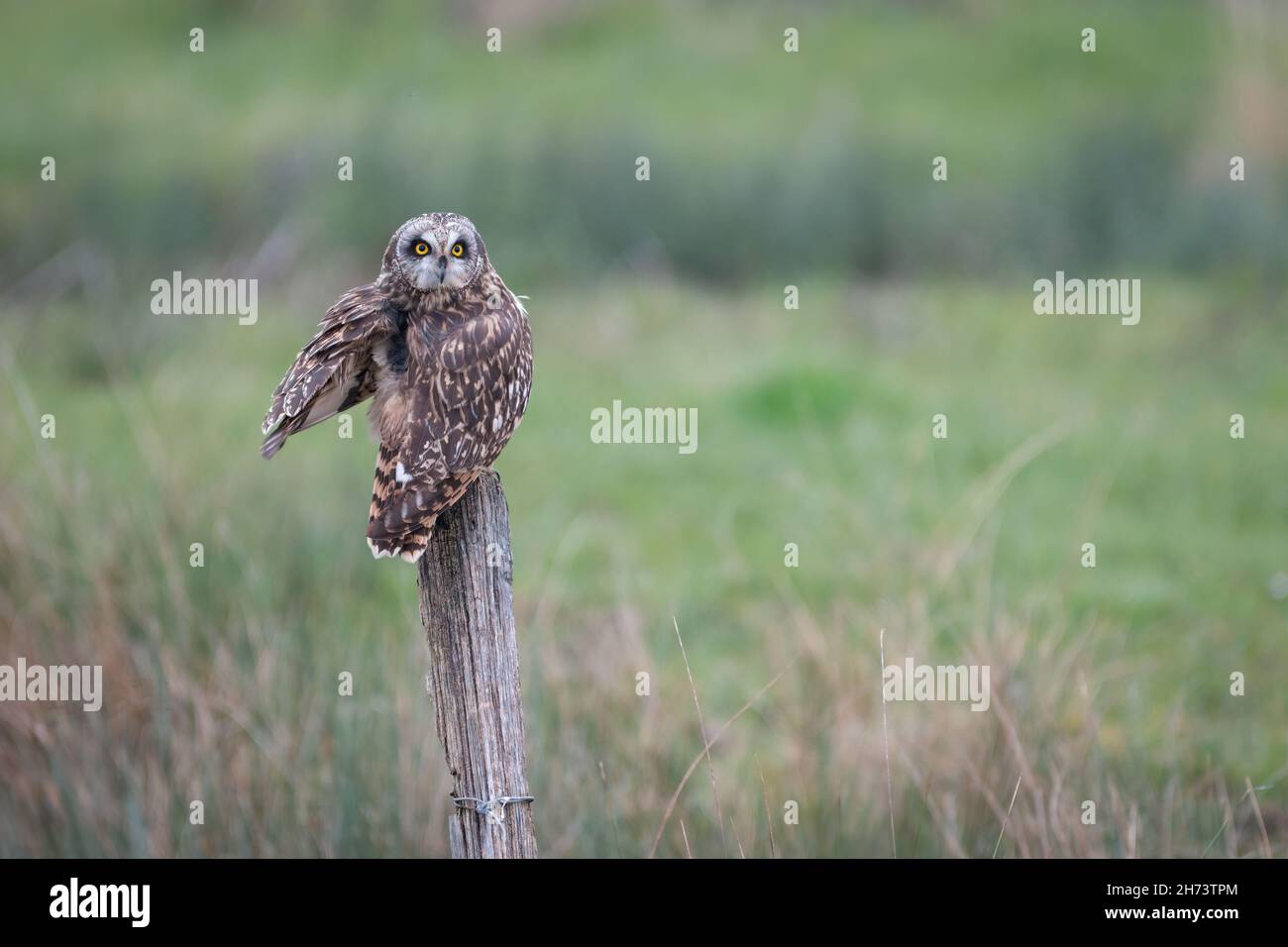 Kurzohreule (ASIO flammeus), die im Winter in der Abenddämmerung auf Feuchtgebieten gelegen ist. Frankreich, Europa Stockfoto