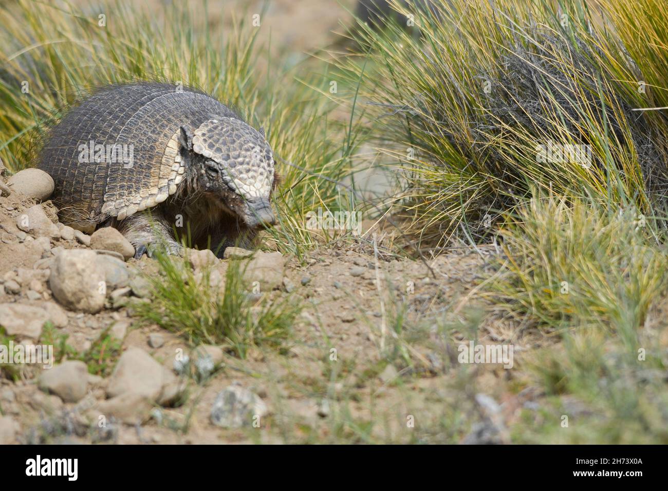 Wilde Säugetiere in ihrer natürlichen Umgebung - natürliche Umgebung. Stockfoto