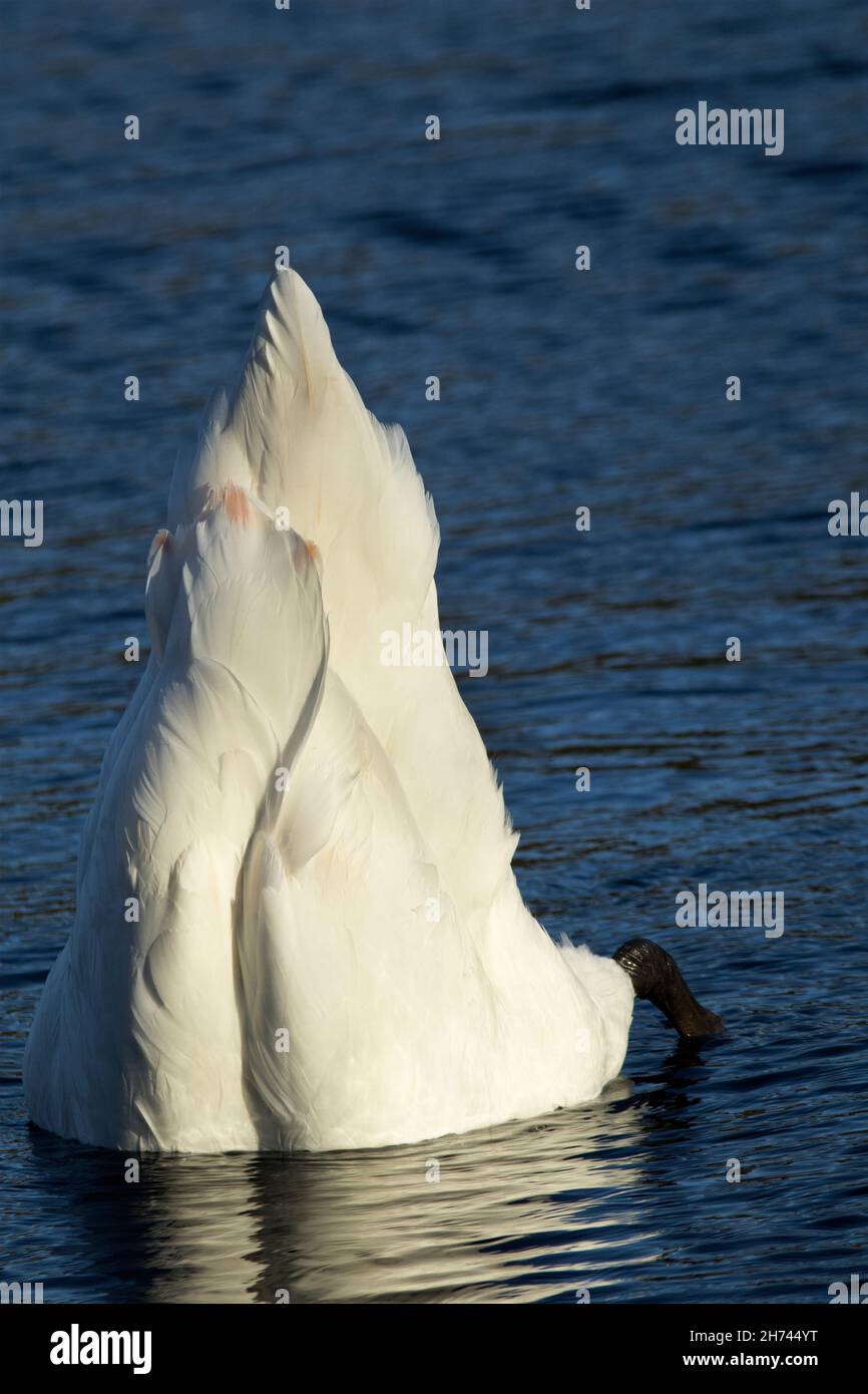 Der stumme Schwan hat eine Fütterungstechnik, die als „up-end“ bezeichnet wird. Ihr langer Hals ermöglicht es ihnen, mit weniger Aufwand vom Grund des Teichs nach Nahrung zu futterieren Stockfoto