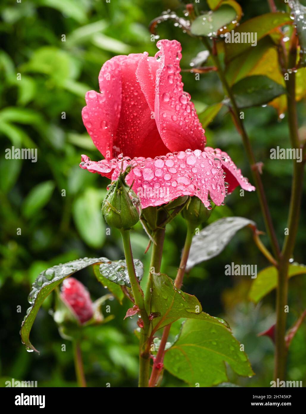 Schöne duftende Rose namens Elbflorenz mit Wassertropfen. Botanischer Garten, KIT Karlsruhe, Deutschland, Europa Stockfoto