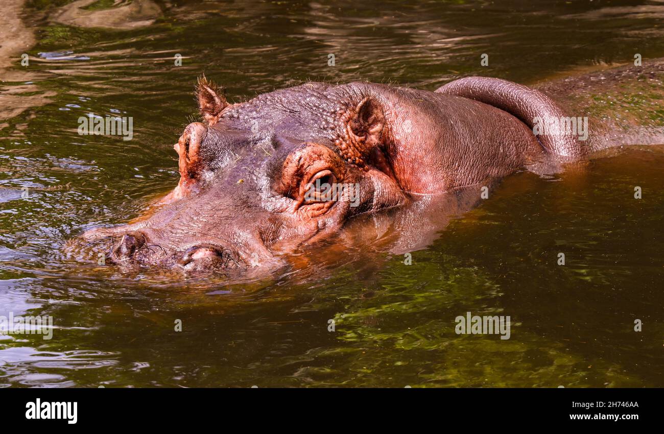 Kopfschuss von Nilpferd Stockfoto