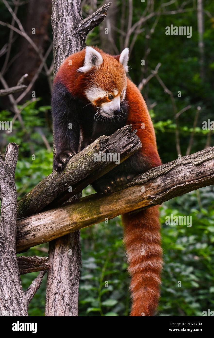 Roter Panda klettert auf einem Ast herum. Stockfoto