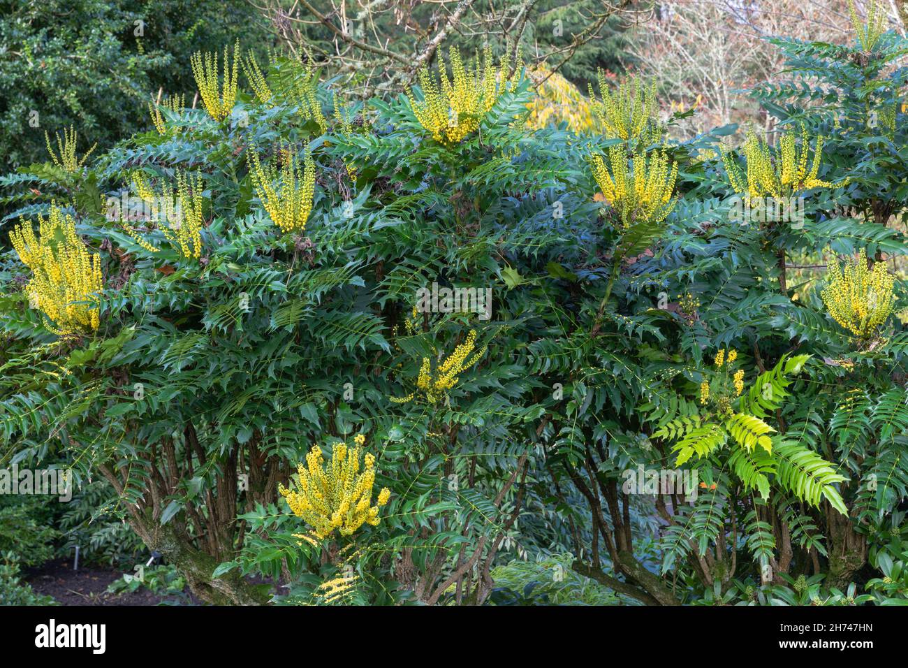 Mahonia x media lionel fortescue, ein immergrüner Strauch, der süß duftende, weiche gelbe Blüten aus der Herbstsaison hervorbringt Stockfoto