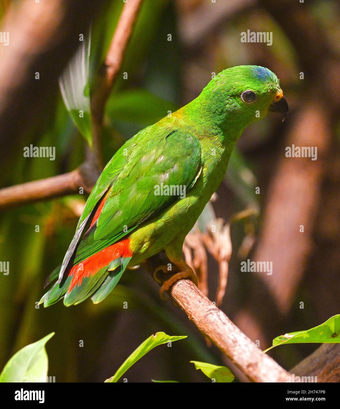 Blue-Crowned hängenden Papagei auf Zweig Stockfoto