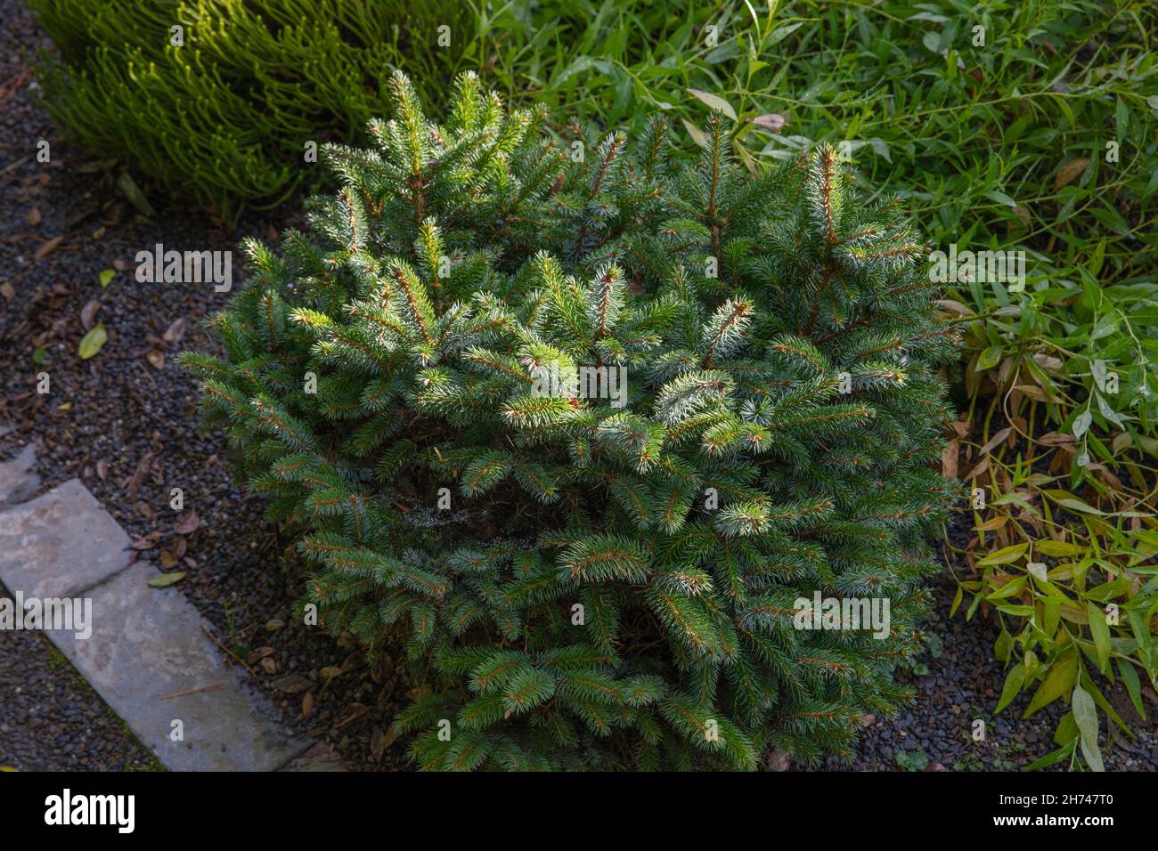 Picea sitchensis tenas die sitka-Fichte, eine kompakte kleine Pflanze mit einer engen Gewohnheit und schönen silbrig grünen Nadeln Stockfoto