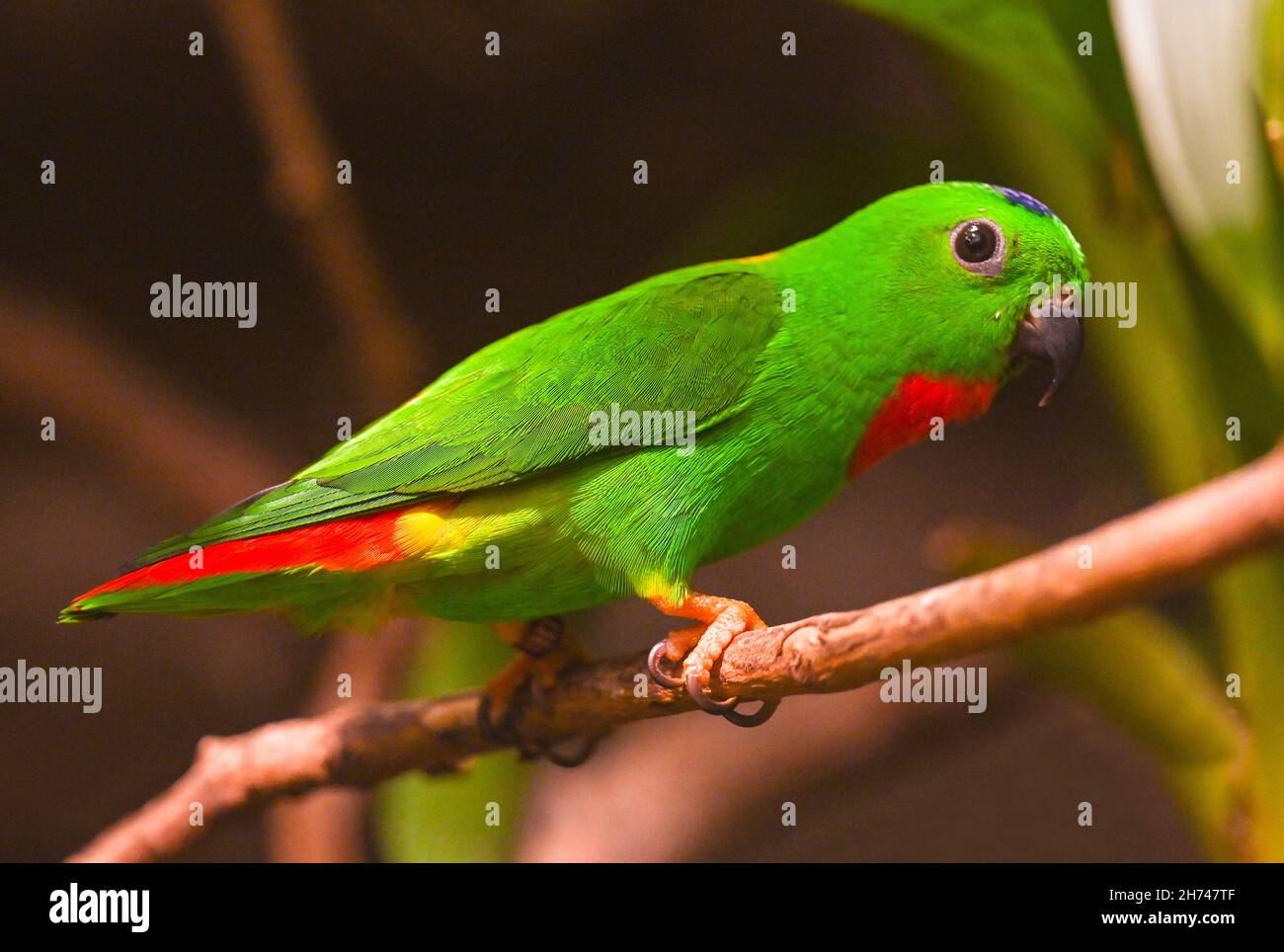 Blue-Crowned hängenden Papagei auf Zweig Stockfoto