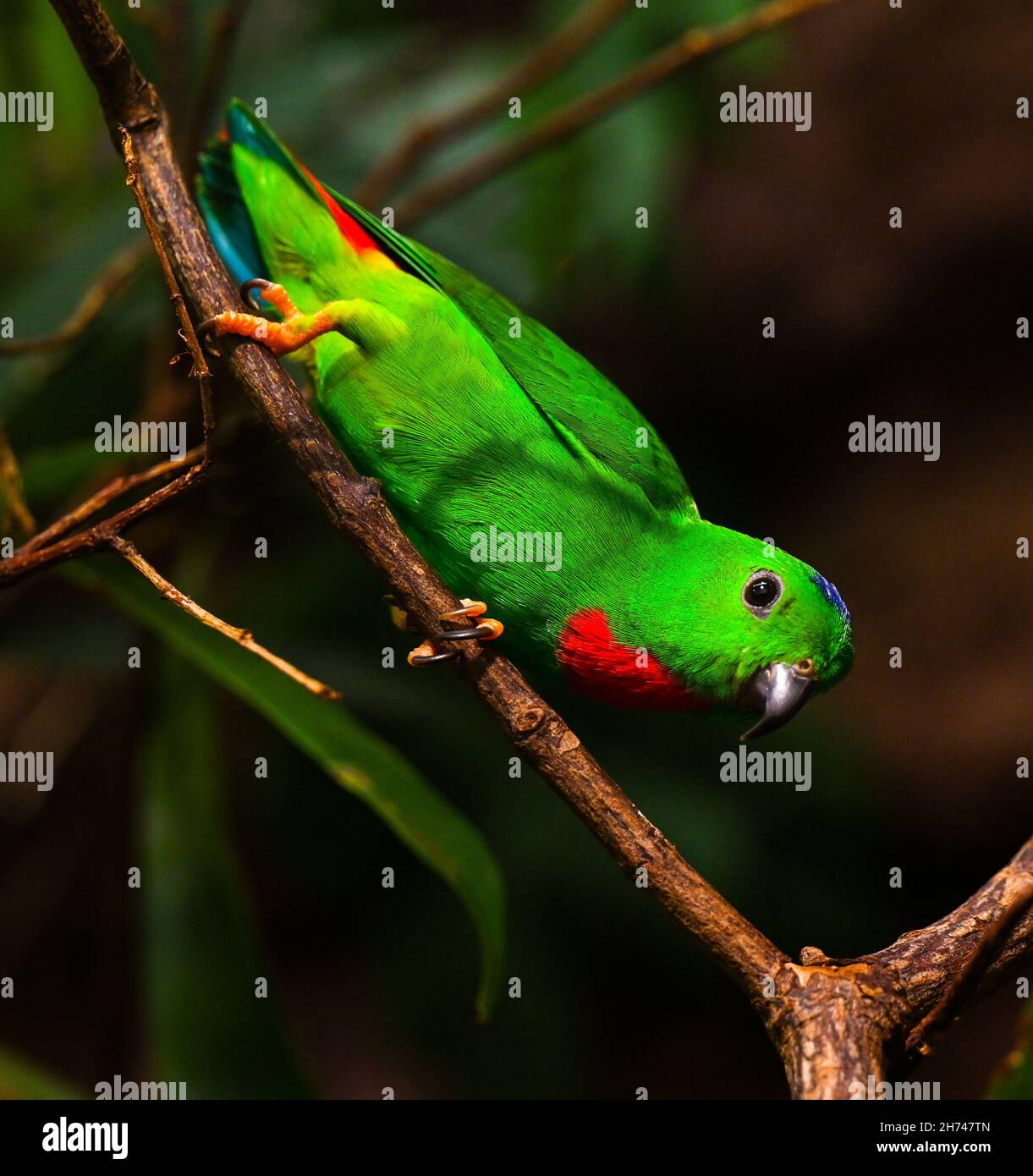 Blue-Crowned hängenden Papagei auf Zweig Stockfoto