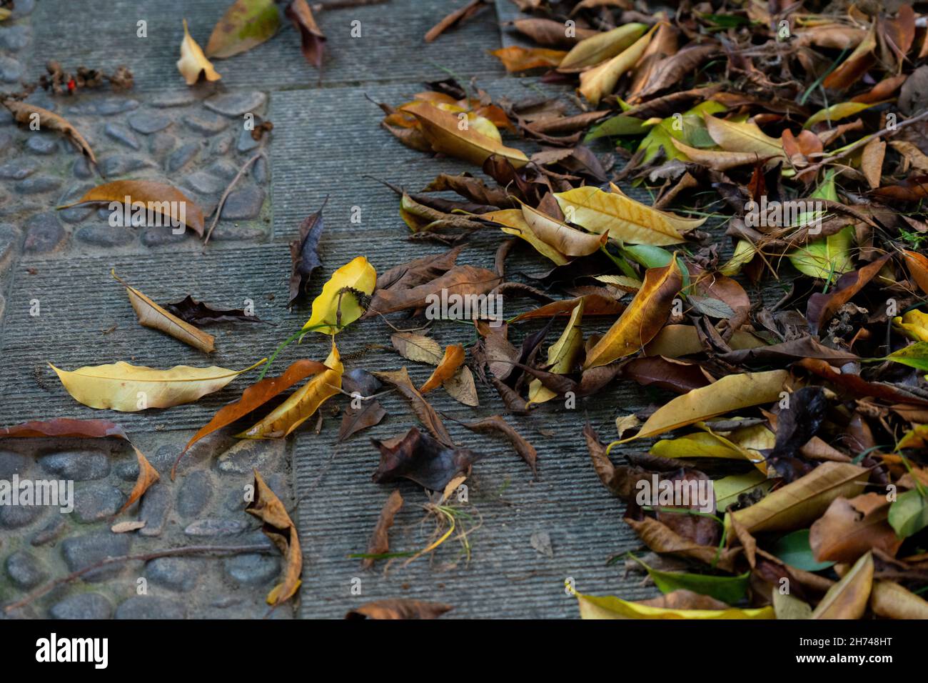 Raschelnde Herbstblätter auf dem Betonweg Stockfoto