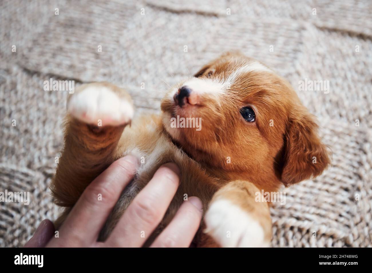 Menschliche Hand spielt mit niedlichen Welpen. Nahaufnahme des niedlichen Nova Scotia Duck Tolling Retriever, der auf einer Decke liegt. Stockfoto