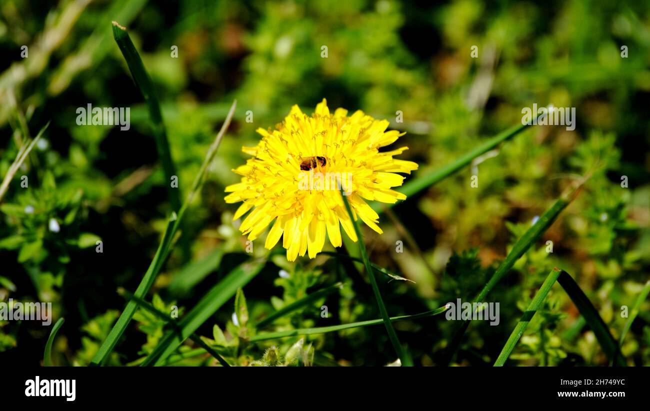 Eine Honigbiene, die Honig aus einer gelben Blume pflückt, die in einem Park gesehen wird Stockfoto