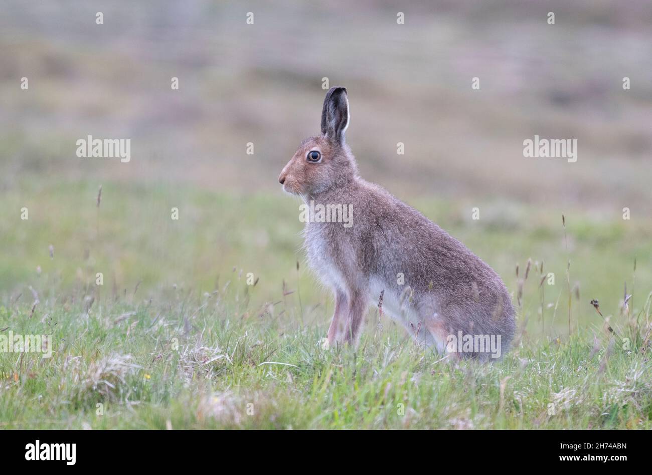 Berghase (Lepus timidus) auf Shetland Stockfoto
