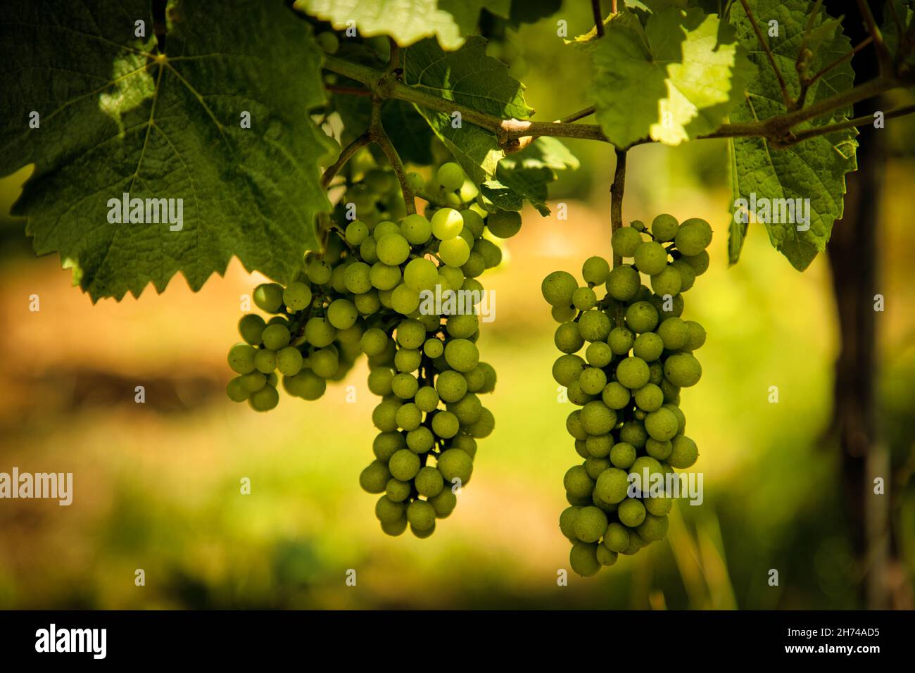 Weinreben Stockfoto