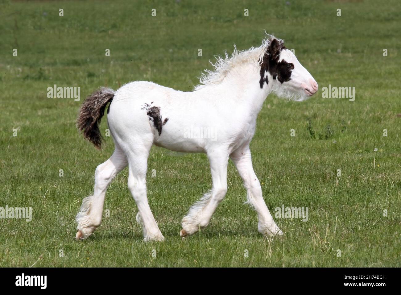 Gipsy Cob Fohlen. Stockfoto