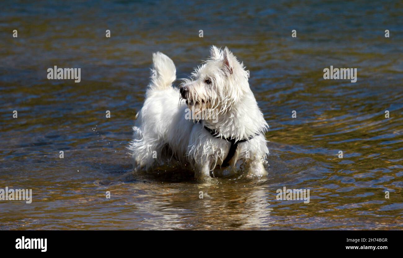 Westie, West Highland White Terrier im Fluss Stockfoto