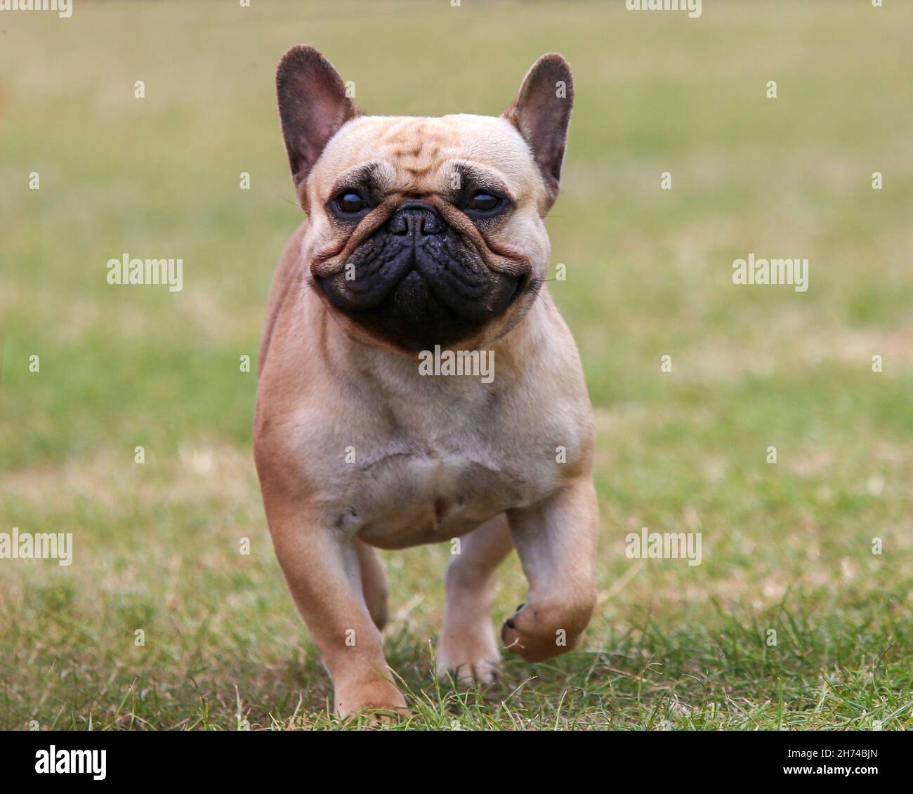 Fawn French Bulldog auf Gras Stockfoto