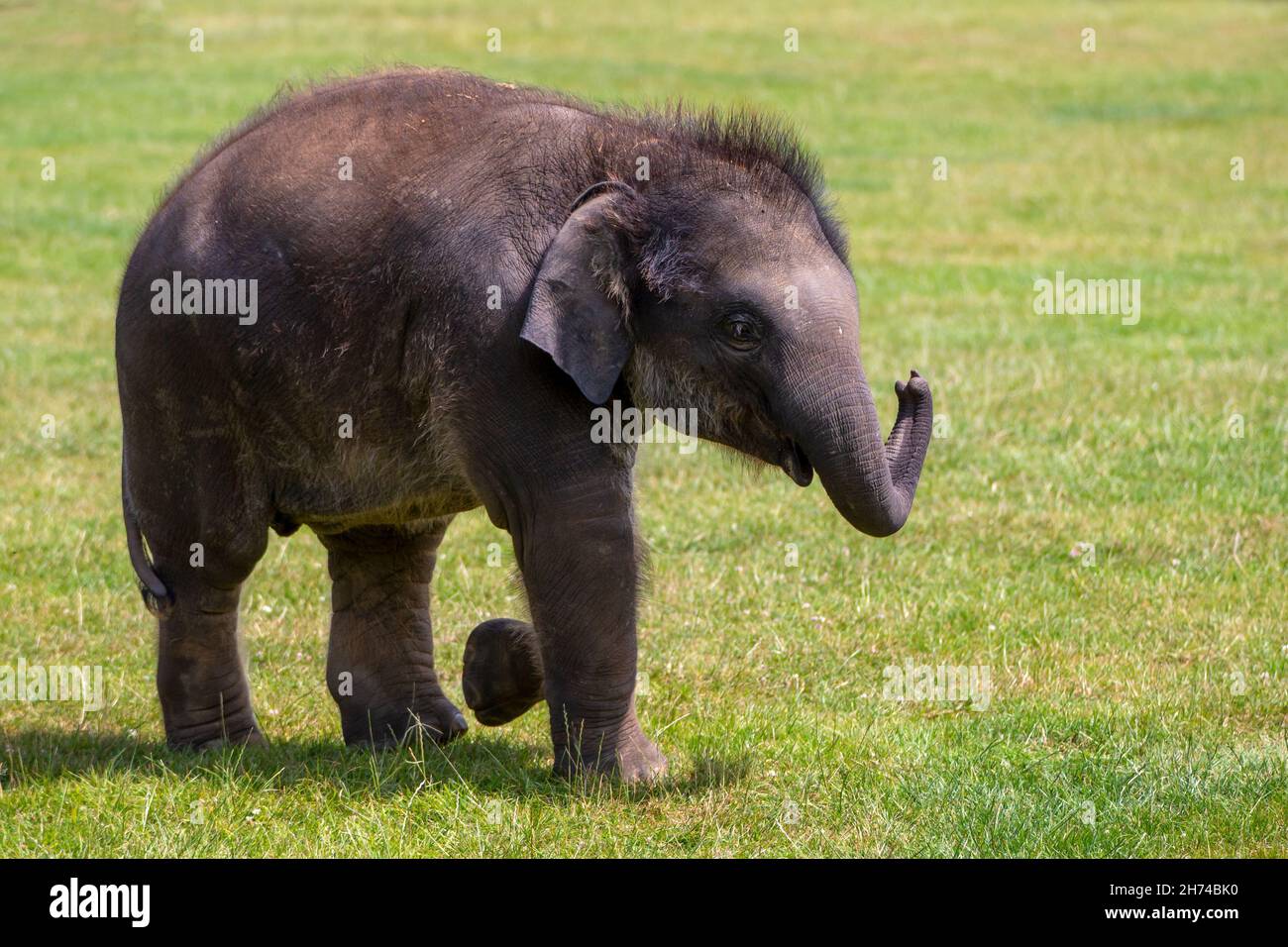 Baby-Elefant Stockfoto
