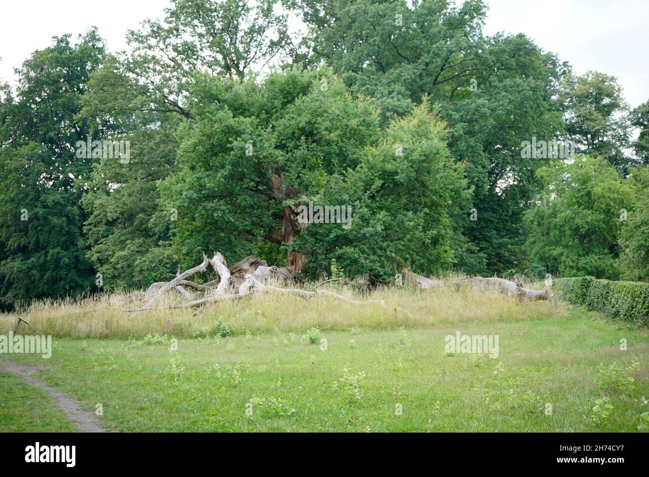 Tausendjährige Eiche, Schlosspark, Sacrow, Potsdam (nur für redaktionelle Verwendung. Keine Werbung. Referenzdatenbank: http://www.360-berlin.de. © Stockfoto