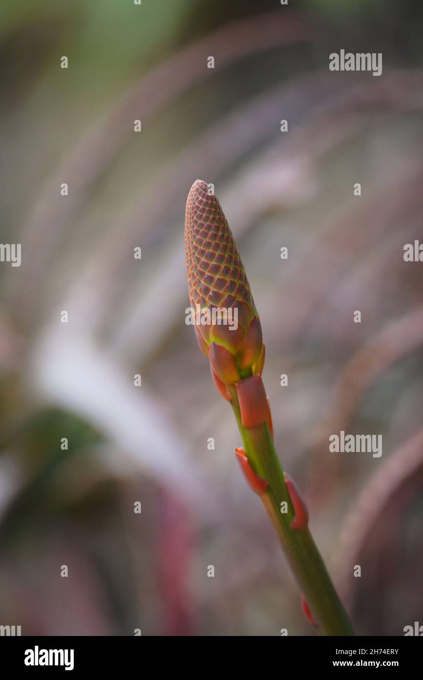 Ein Kegel einer Aloe arborescens, krantz Aloe, Kandelaber Aloe noch nicht blühend, in Südspanien. Stockfoto