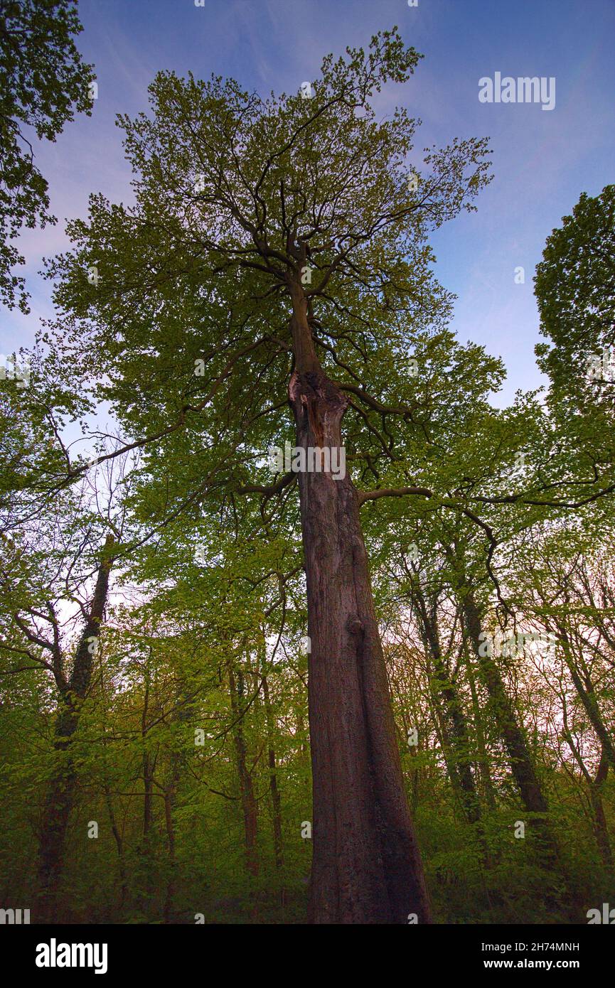 Blick auf den höchsten Baum im Wald, Klinker Woods, Renishaw, North East Derbyshire Stockfoto