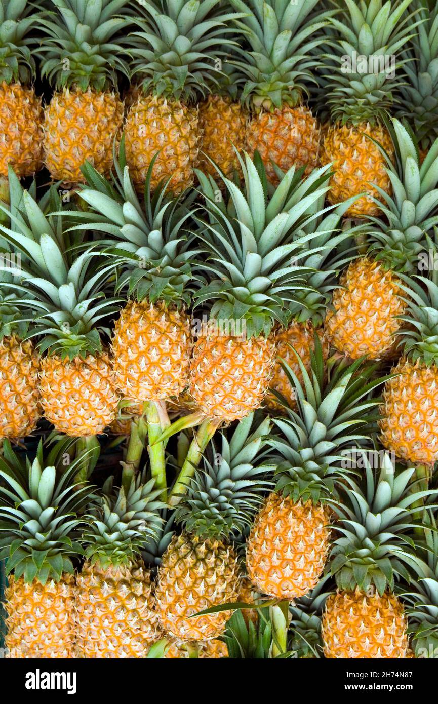 Die Ananas ist eine tropische Pflanze mit einer essbaren Frucht und ist die wirtschaftlich bedeutendste Pflanze in der Familie der Bromeliaceae. Die Ananas ist inde Stockfoto