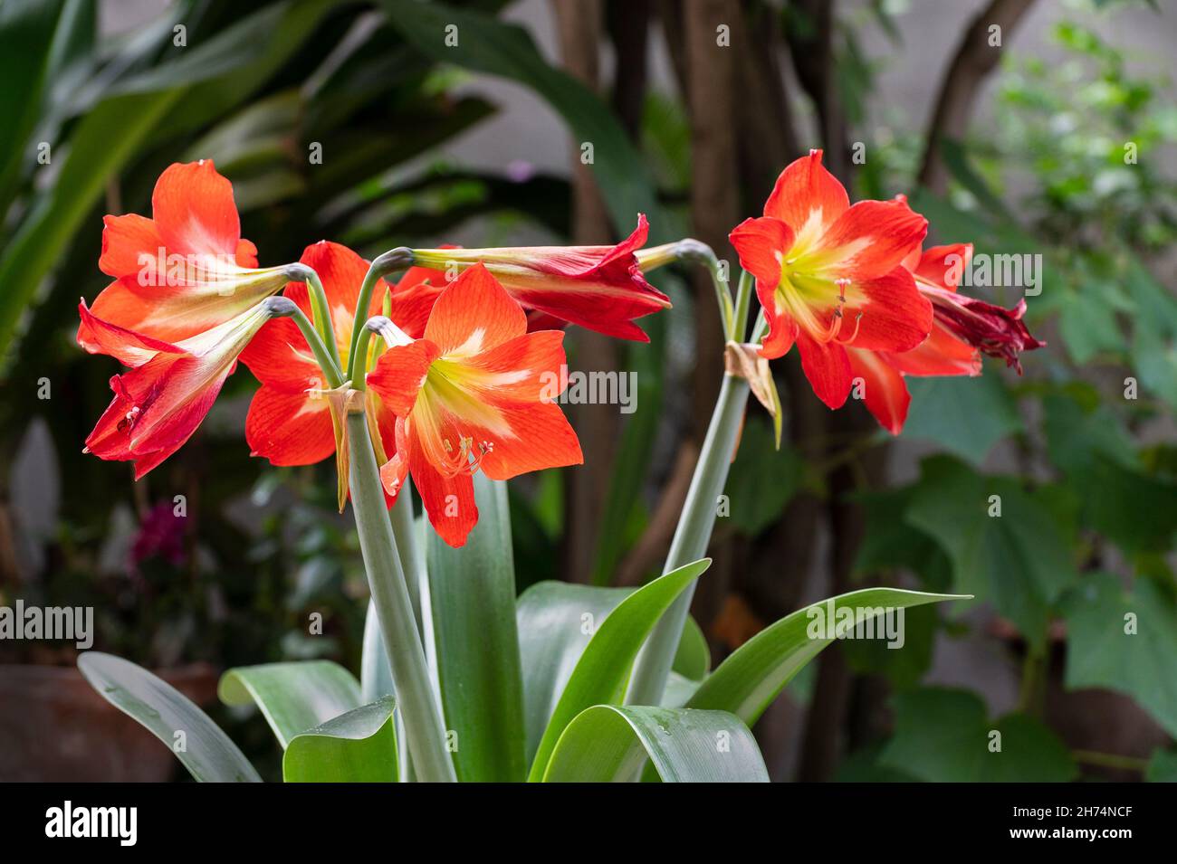 Blühende Orange Lily Blumen, Lilium ist eine Gattung von krautigen blühenden Pflanzen, die aus Zwiebeln wachsen, alle mit großen prominenten Blüten. Geschossen in Howrah, W Stockfoto