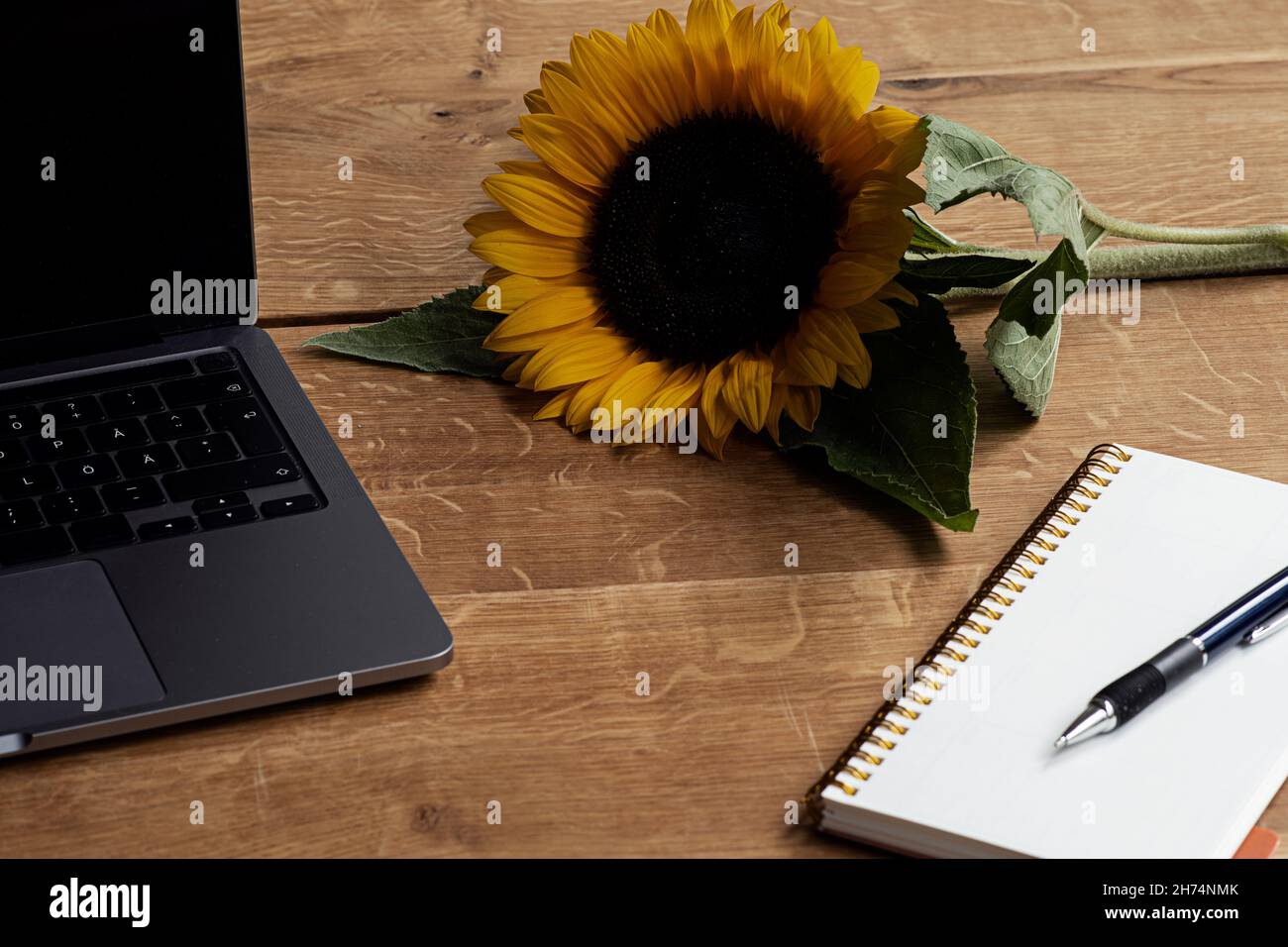 Laptop, Sonnenblumen, Notizblock und Stift auf Holztisch. Stockfoto