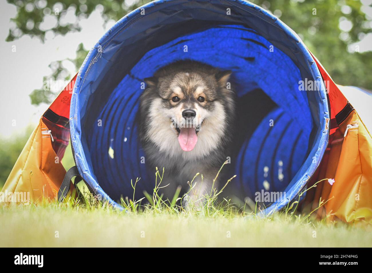 Foto eines finnischen Lapphunds, der im Agility-Kurs aus einem blauen Tunnel kommt und im Freien trainiert Stockfoto